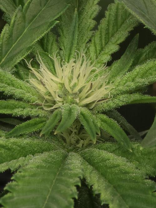 Anubis x Sunset Sherbet. Week 12