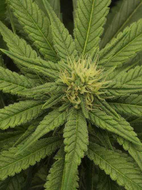 Zarola - Super Lemon Haze [G6]. Week 13 - Day 87