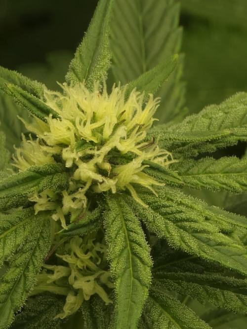 Lady Lazarus - Dead Fred [G6]. Week 12 - Day 84