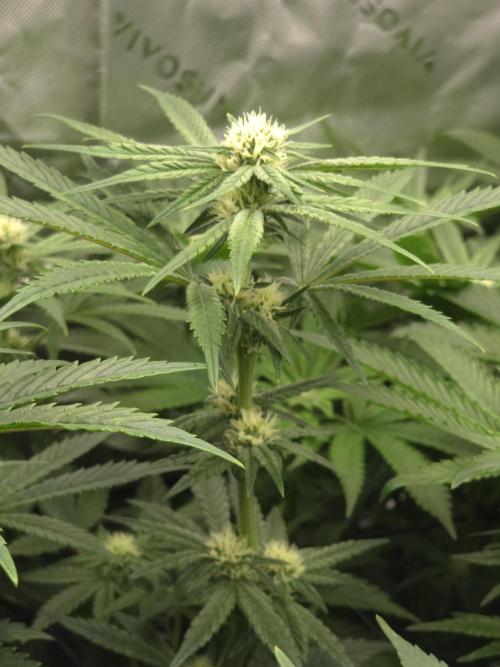 Lady Lazarus - Dead Fred [G6]. Week 12 - Day 84