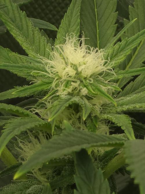 Monstera - Triple Cheese [G6]. Week 12 - Day 84