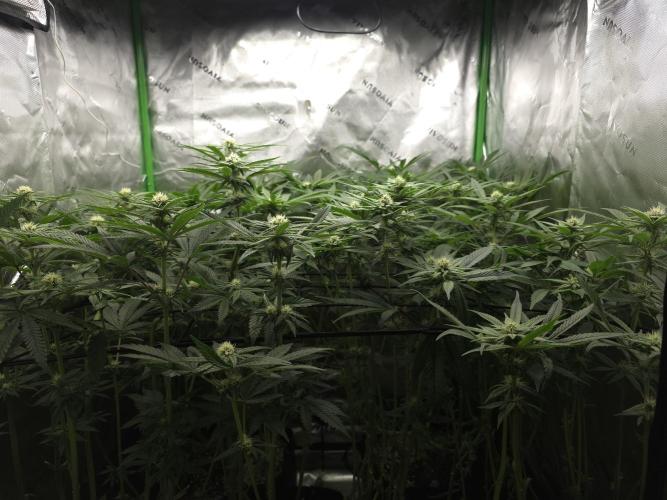 Monstera - Triple Cheese [G6]. Week 12 - Day 84