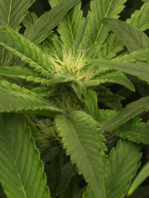 Akhet/Solaris - Anubis x SS [G6]. Week 12 - Day 84