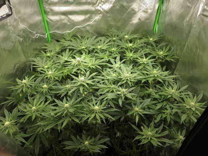 Akhet/Solaris - Anubis x SS [G6]. Week 12 - Day 84