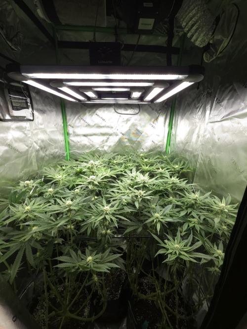 Akhet/Solaris - Anubis x SS [G6]. Week 12 - Day 84