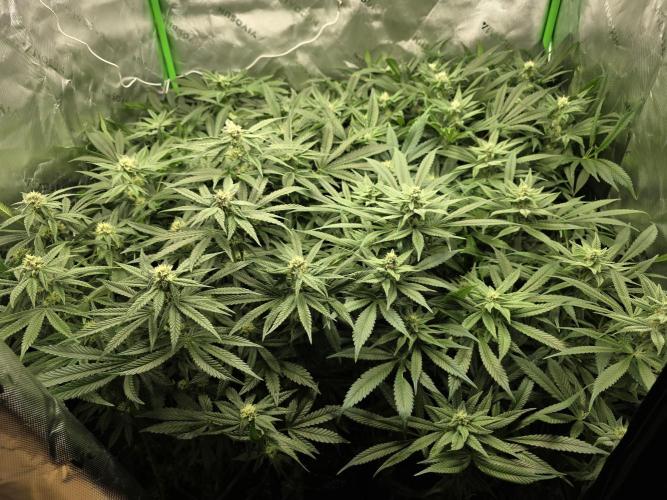 Zarola - Super Lemon Haze [G6]. Week 14 - Day 94