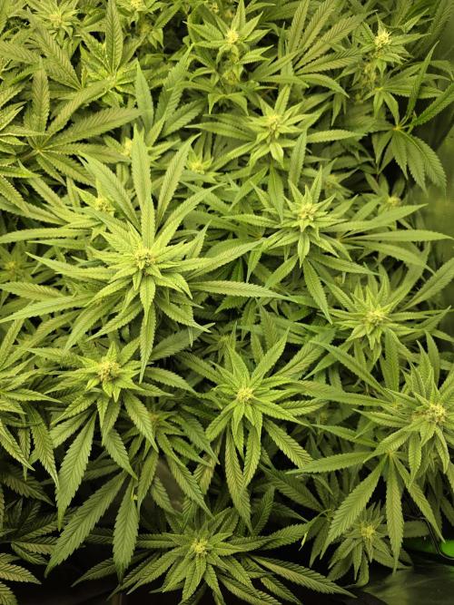 Zarola - Super Lemon Haze [G6]. Week 14 - Day 94