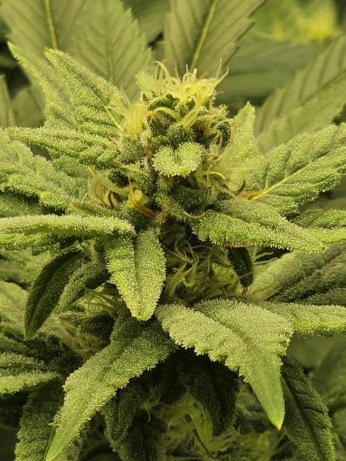Zarola - Super Lemon Haze [G6]. Week 14 - Day 94
