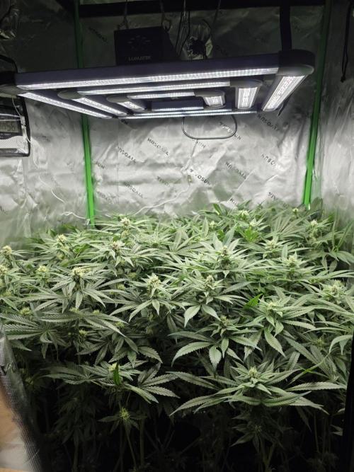 Lady Lazarus - Dead Fred [G6]. Week 13 - Day 91