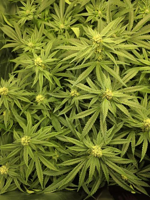 Lady Lazarus - Dead Fred [G6]. Week 13 - Day 91