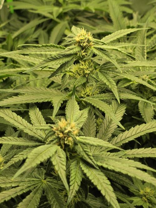 Lady Lazarus - Dead Fred [G6]. Week 13 - Day 91