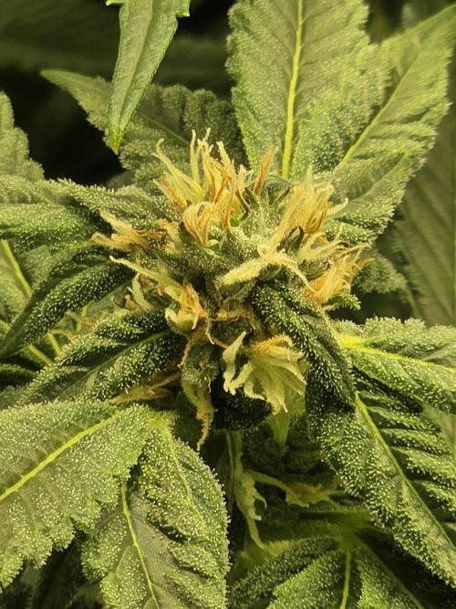 Lady Lazarus - Dead Fred [G6]. Week 13 - Day 91
