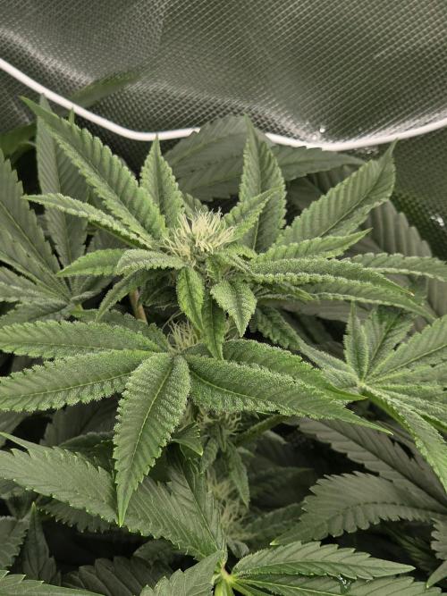 Monstera - Triple Cheese [G6]. Week 13 - Day 91