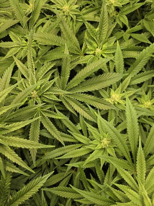 Akhet/Solaris - Anubis x SS [G6]. Week 13 - Day 91