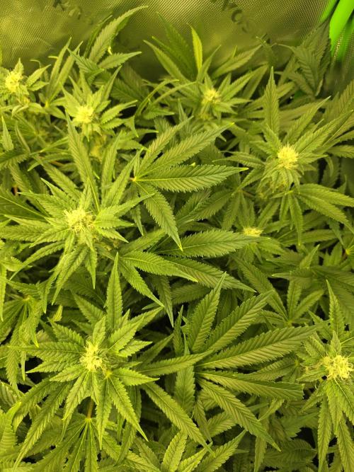 Akhet/Solaris - Anubis x SS [G6]. Week 13 - Day 91
