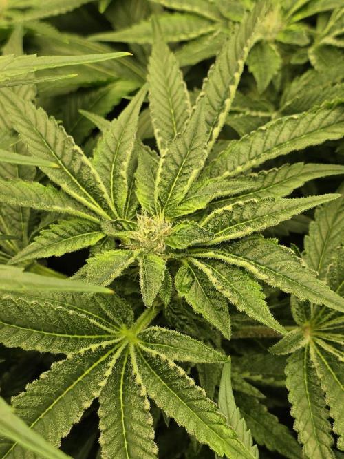 Akhet/Solaris - Anubis x SS [G6]. Week 13 - Day 91