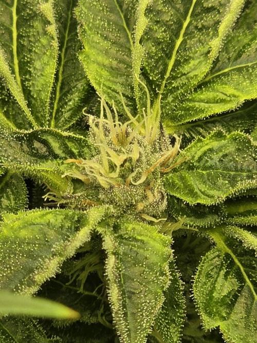 Akhet/Solaris - Anubis x SS [G6]. Week 13 - Day 91