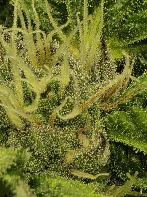 Akhet/Solaris - Anubis x SS [G6]. Week 13 - Day 91