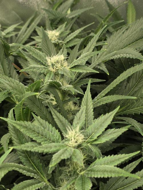 Akhet/Solaris - Anubis x SS [G6]. Week 13 - Day 91