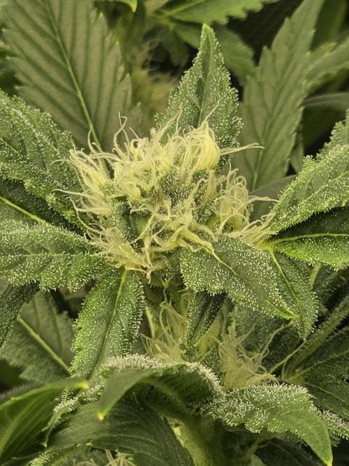 Akhet/Solaris - Anubis x SS [G6]. Week 13 - Day 91