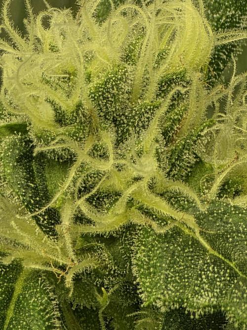 Akhet/Solaris - Anubis x SS [G6]. Week 13 - Day 91