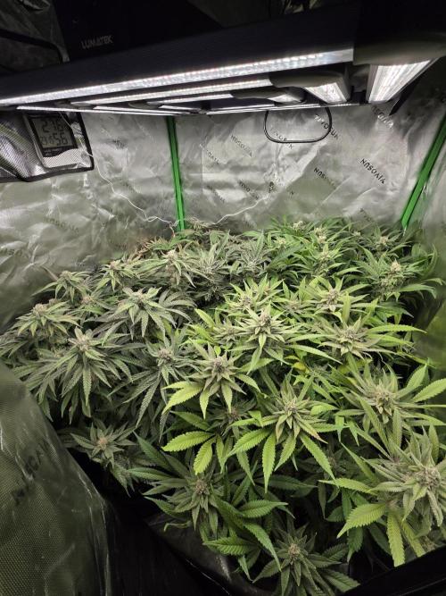 Zarola - Super Lemon Haze [G6]. Week 16 - Day 113
