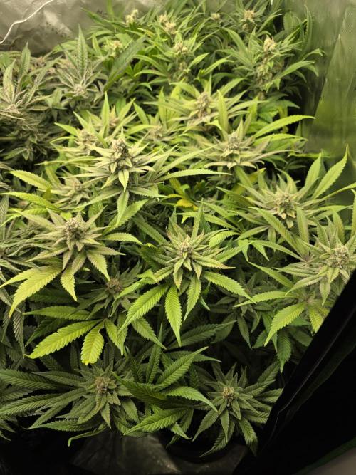 Zarola - Super Lemon Haze [G6]. Week 16 - Day 113