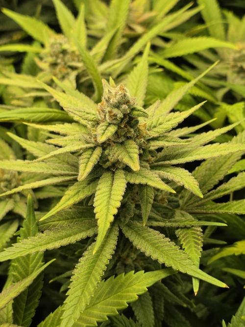 Super Lemon Haze. Week 16