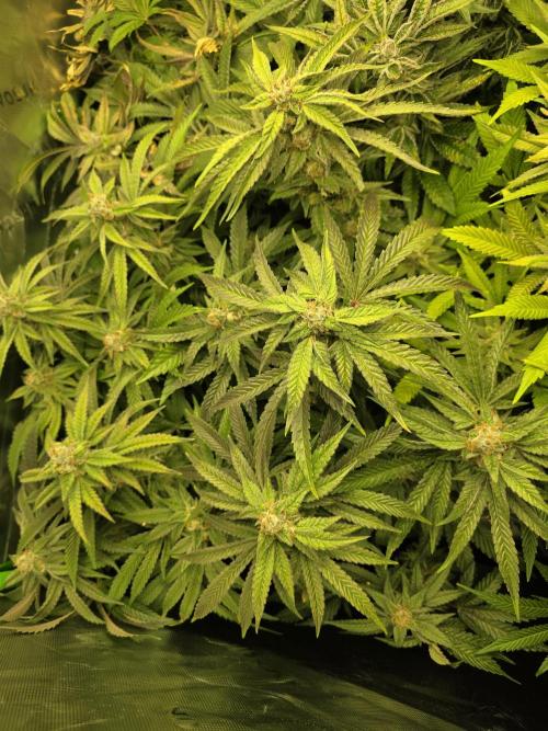 Lady Lazarus - Dead Fred [G6]. Week 15 - Day 110