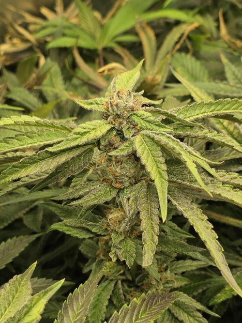 Grow Tent S336 36"x36"x72". Week 15