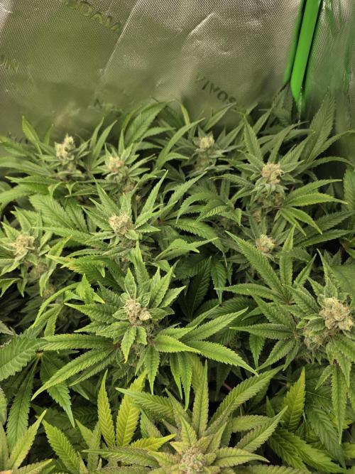 Monstera - Triple Cheese [G6]. Week 15 - Day 110