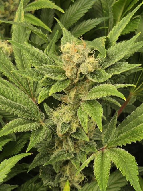 Triple Cheese. Week 15