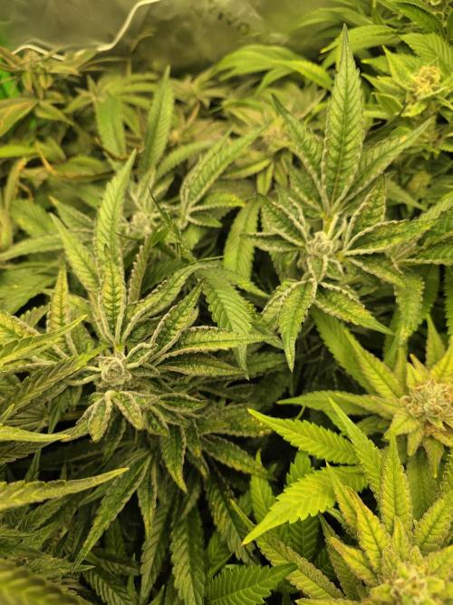 Akhet/Solaris - Anubis x SS [G6]. Week 15 - Day 110