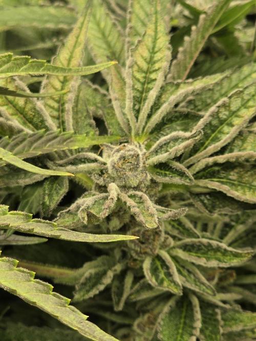 Akhet/Solaris - Anubis x SS [G6]. Week 15 - Day 110