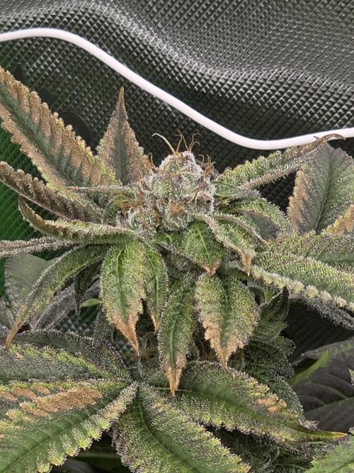 Anubis x Sunset Sherbet. Week 15