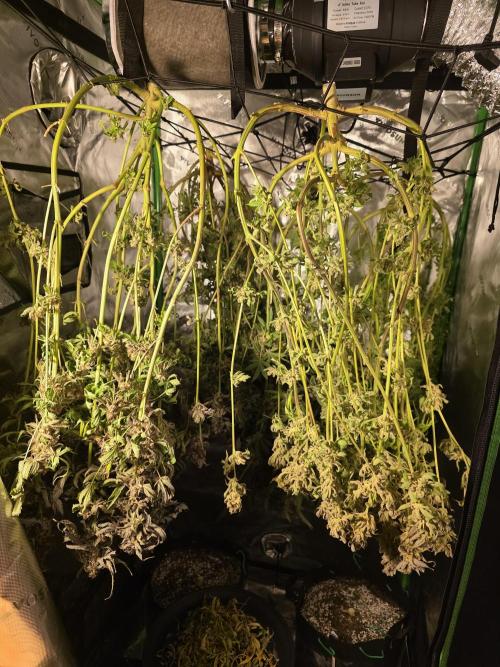 Zarola - Super Lemon Haze [G6]. Week 17