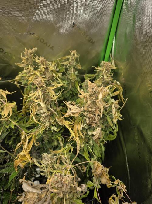 Monstera - Triple Cheese [G6]. Week 16