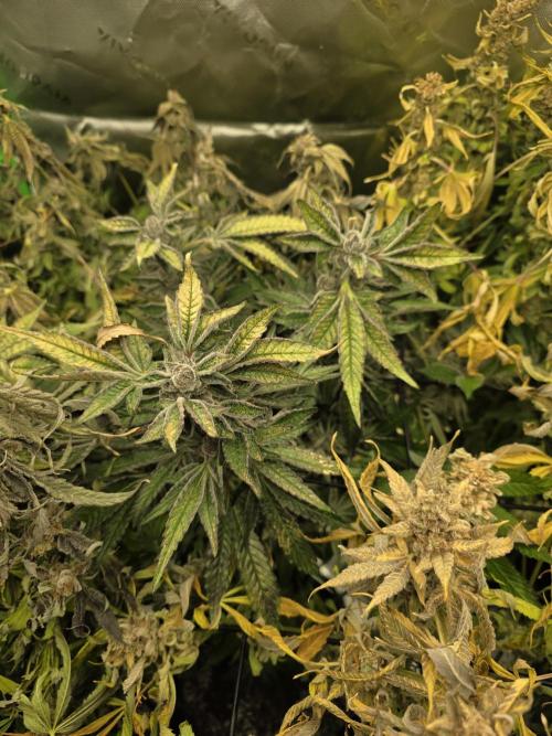 Akhet/Solaris - Anubis x SS [G6]. Week 16