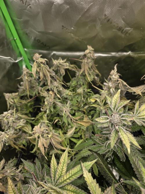 Akhet/Solaris - Anubis x SS [G6]. Week 16