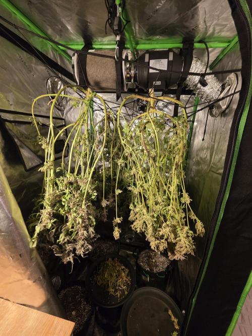 Anubis x Sunset Sherbet. Week 16