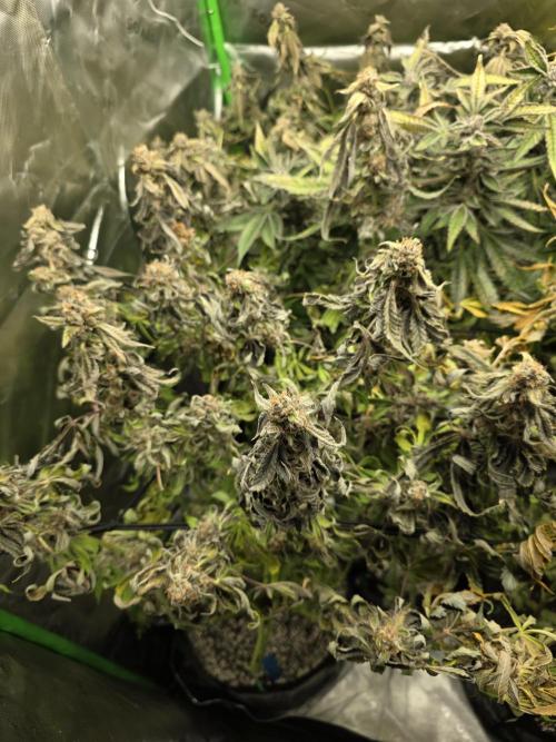 Lady Lazarus - Dead Fred [G6]. Week 16