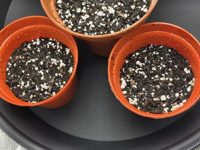 Lady Lazarus - Dead Fred [G6]. Week 0 - 2 seeds 1 popped so far 