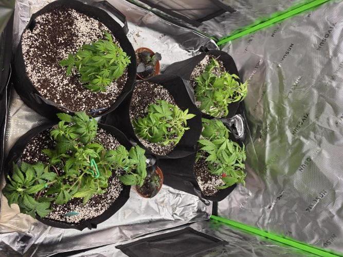 Zarola - Super Lemon Haze [G6]. Week 6 - Day 38
