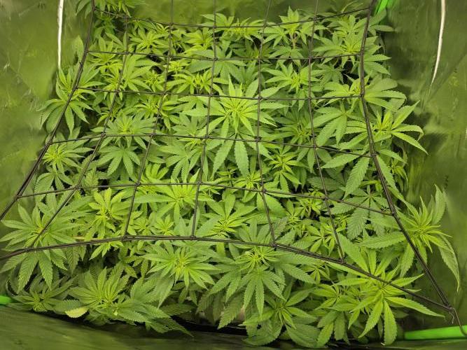 Lady Lazarus - Dead Fred [G6]. Week 9 - Day 61