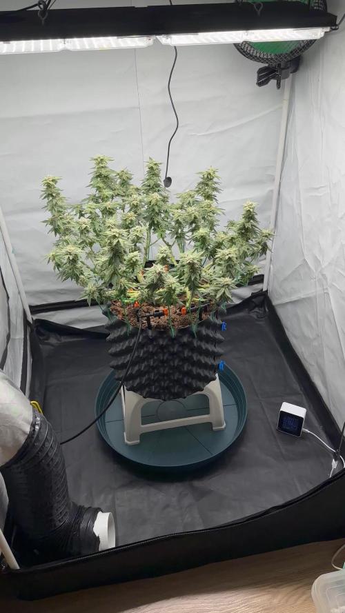 G13 Haze