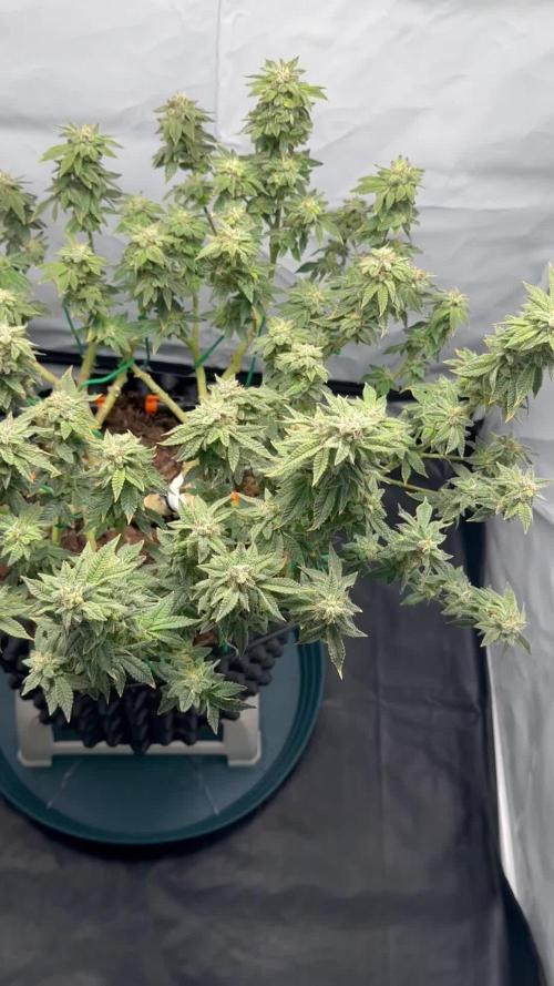 G13 Haze