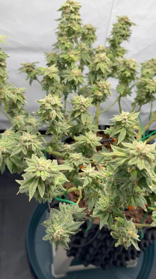G13 Haze