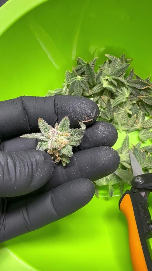 G13 Haze