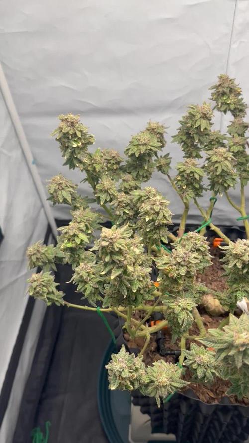 G13 Haze