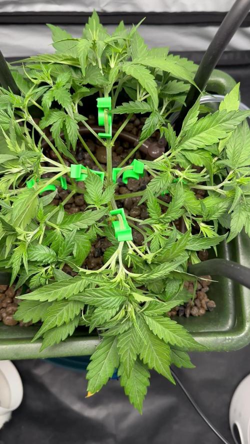 Guava Auto DWC